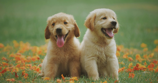 Perfumes para mascotas, ¿son seguros para los animales?