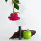 Agua de Magnolia (THT)
