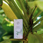 Aceite Perfumado Mango Tropical
